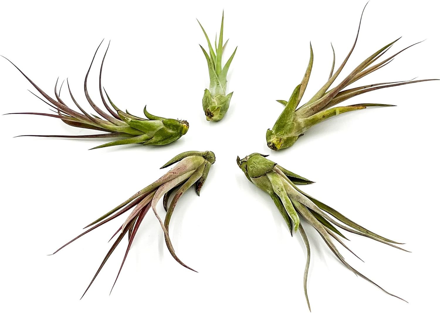 ragnaroc Live Air Plant Tillandsia Capiput, Jumbo 69