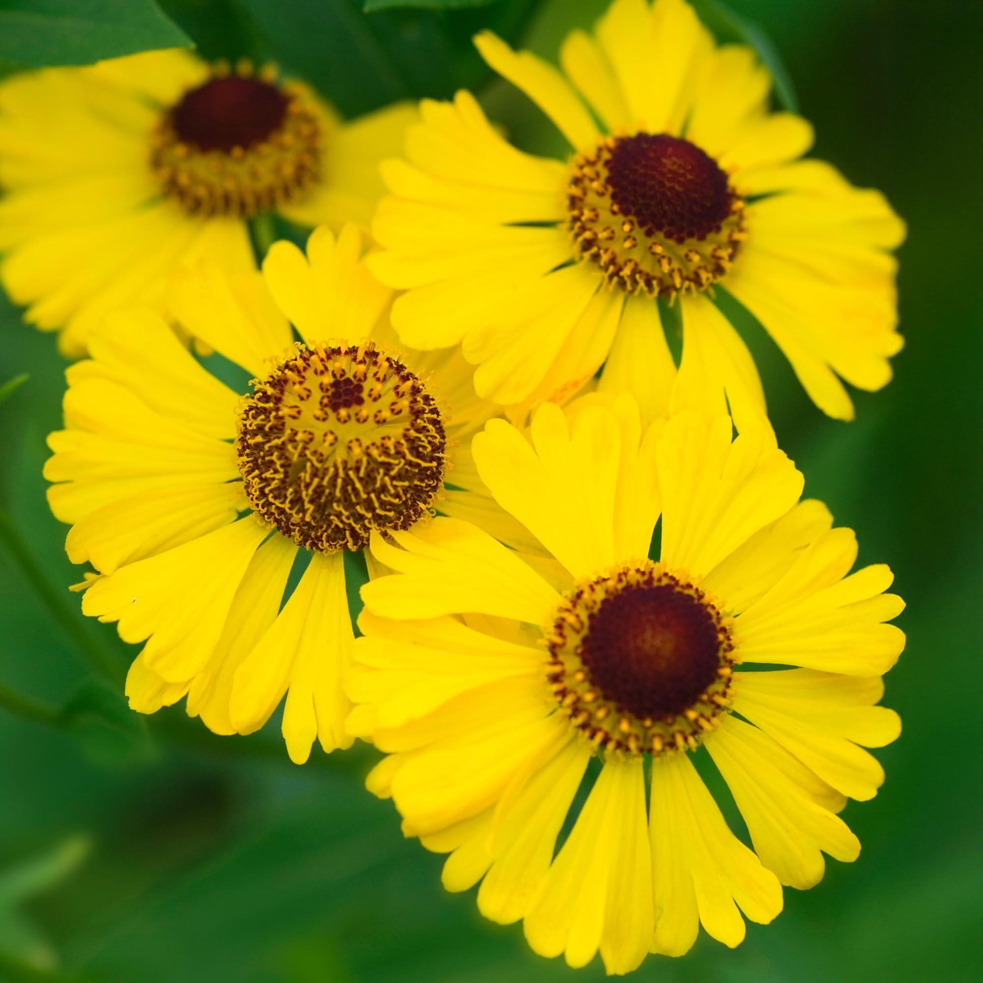 Helenium Gold - Hardy Perennial Plant - Summer Flowering - Bright Yellow Blooms - Ideal for Borders, Beds, and Cottage Gardens - Garden Ready Outdoor Plant in Pot (9 cm Pot, 10-20 cm)