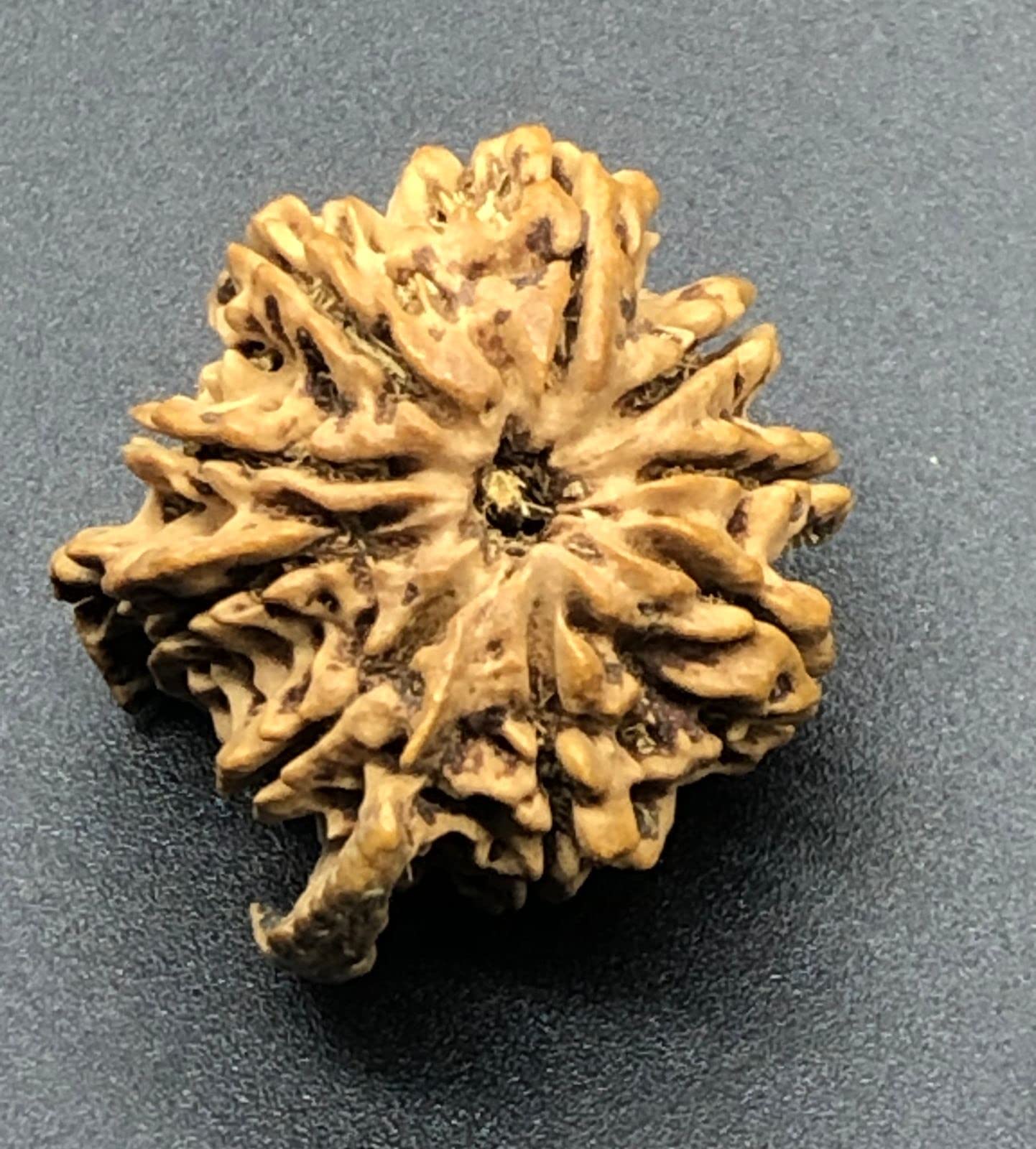 Rudraksha de Nepal Super Collector, un amuleto natural de doble tronco