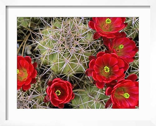 Miniatura 6 de ART.COM Chuck Haney - Lienzo decorativo para pared, diseño de cactus con flores en una mesa de grosella espinosa, Utah, EE. UU., decoración