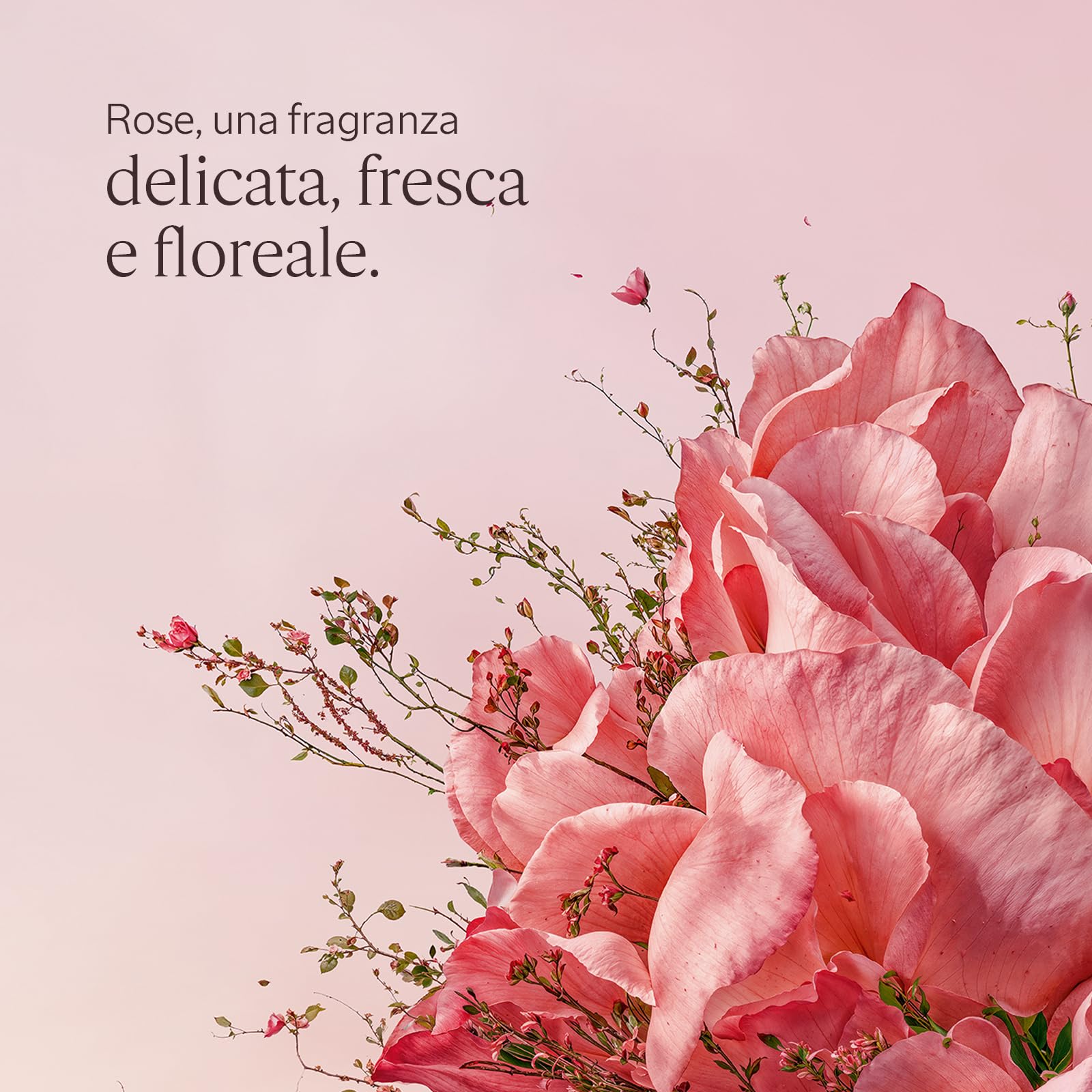 L'OCCITANE - Eau de Toilette Rose (Rosa) - 50 ml