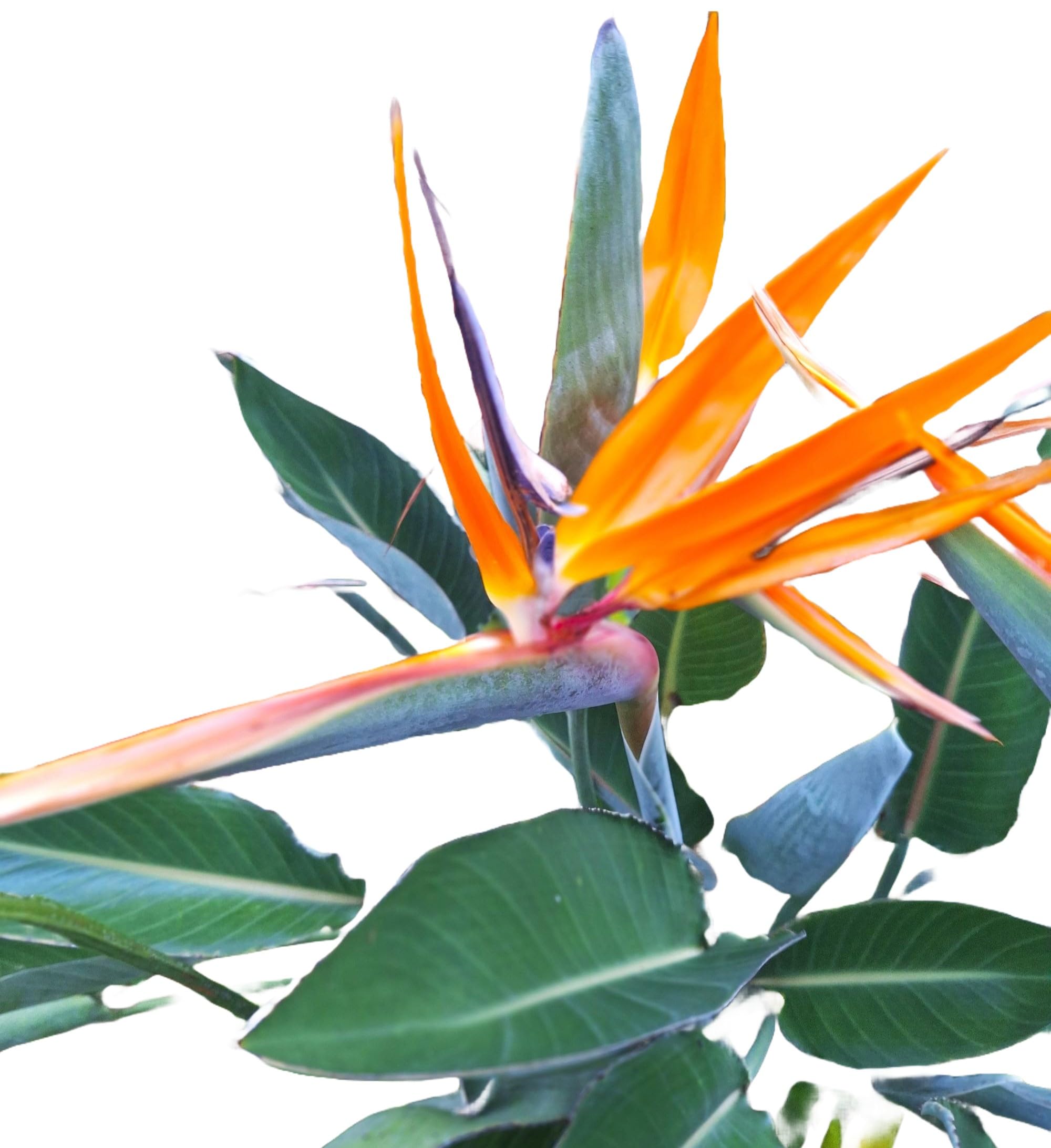 Bird of Paradise Plants Live Strelitzia Reginae 24 inch.