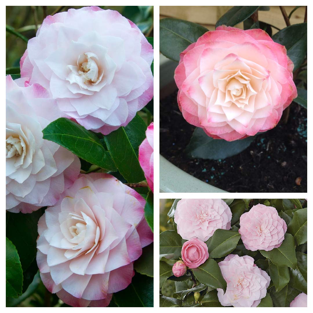 Carbeth Plants 2X Camellia 'Nuccio Pearl' Plants in 9cm Pots