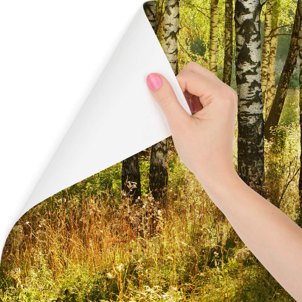 Fototapeta Las DRZEWA BRZOZY Natura Pejzaż Widok 3D Roślinność Zieleń Dekoracja Ścienna do Salonu Biura Sypialni Kuchni Modny Wzór XXL 405x270