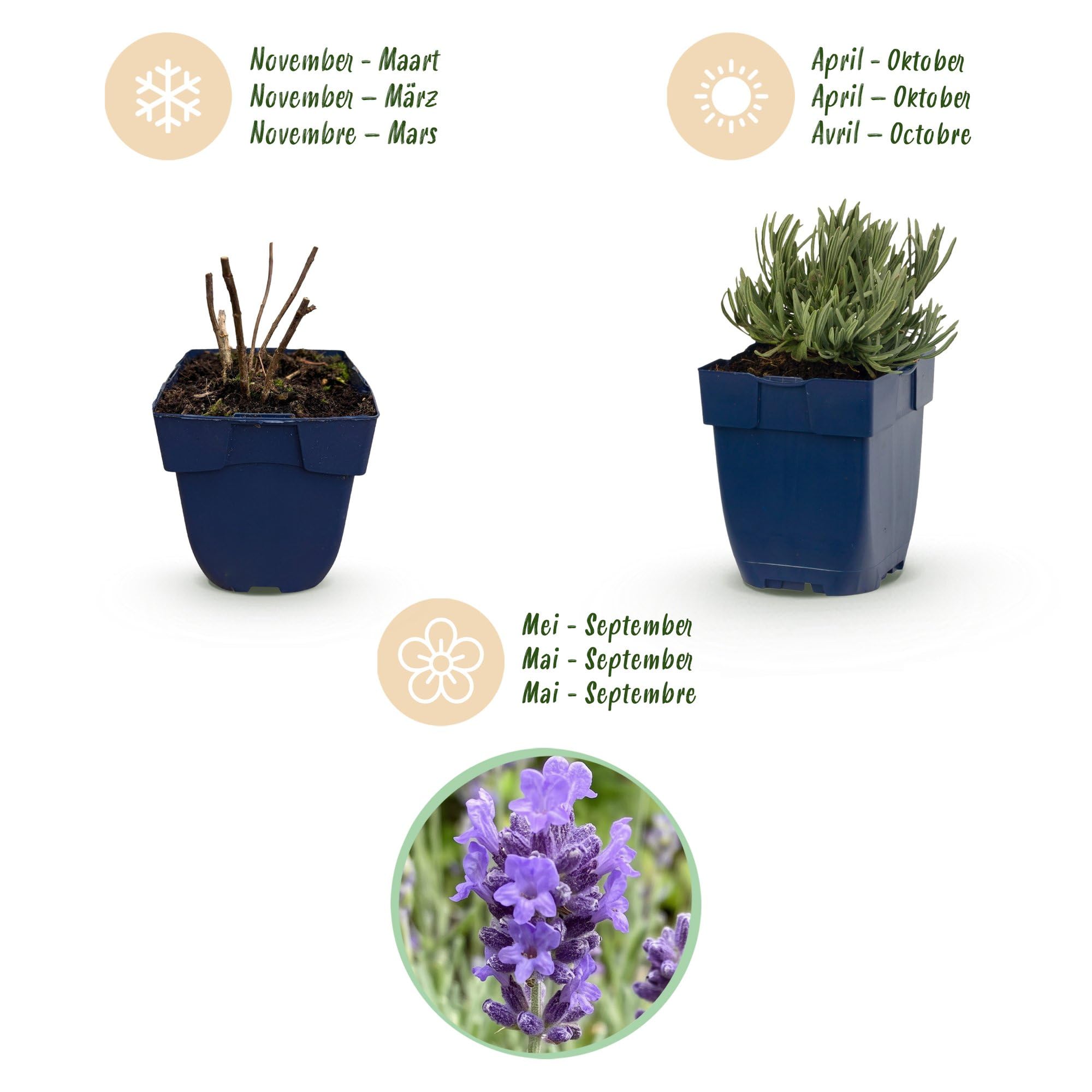 Lavanda Dwarf Blue Piante Perenni Profumate, Viola, Set da 6, Vaso 11cm