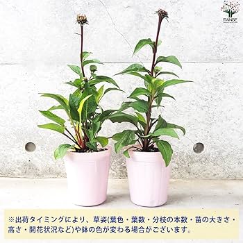 Amazon.co.jp: エキナセア・ルージュノワール 3.5号ポット苗 3個