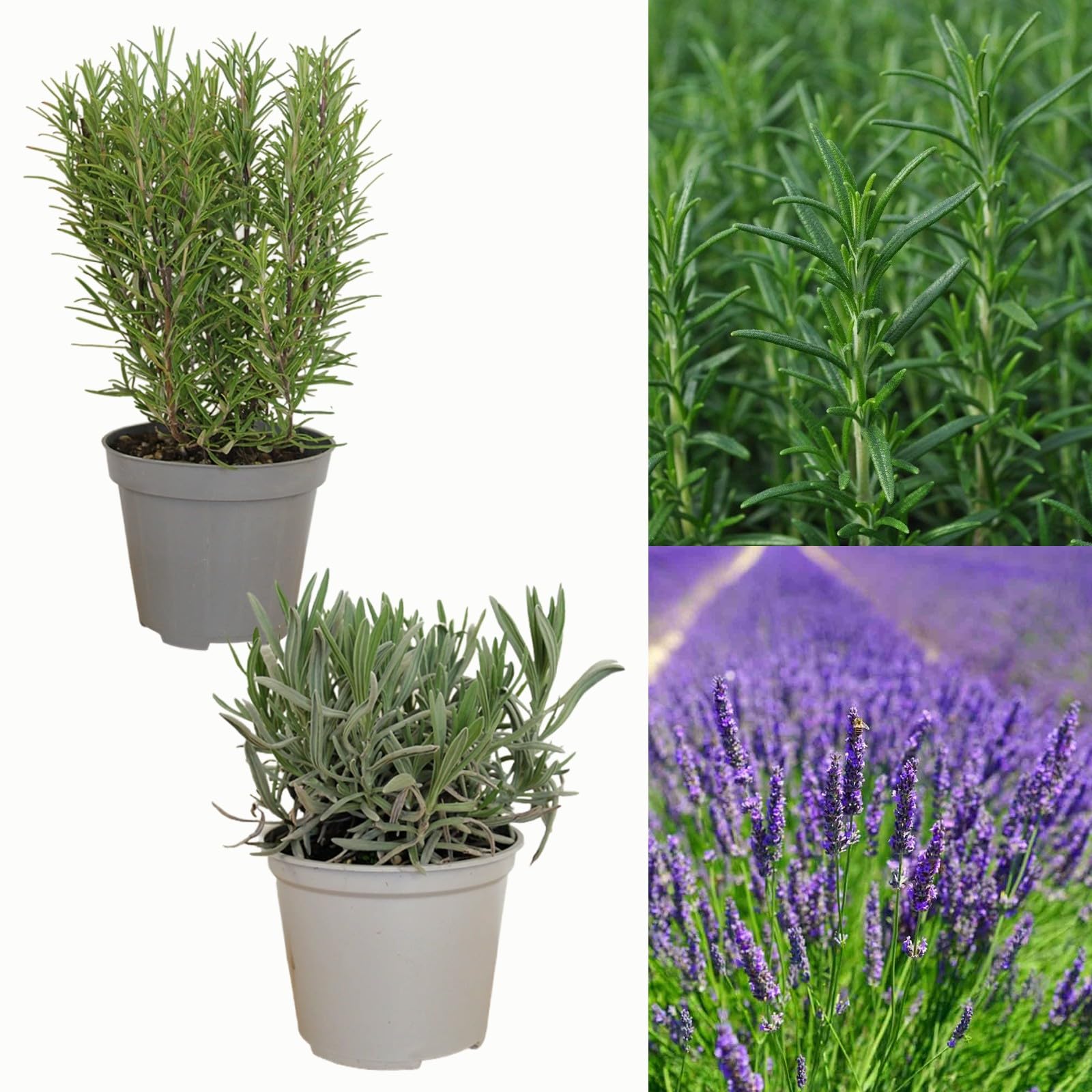 Large Lavender and Rosemary Plants in 1.5 Litre Pots - Lavandula and Rosmarinus Herb Plants