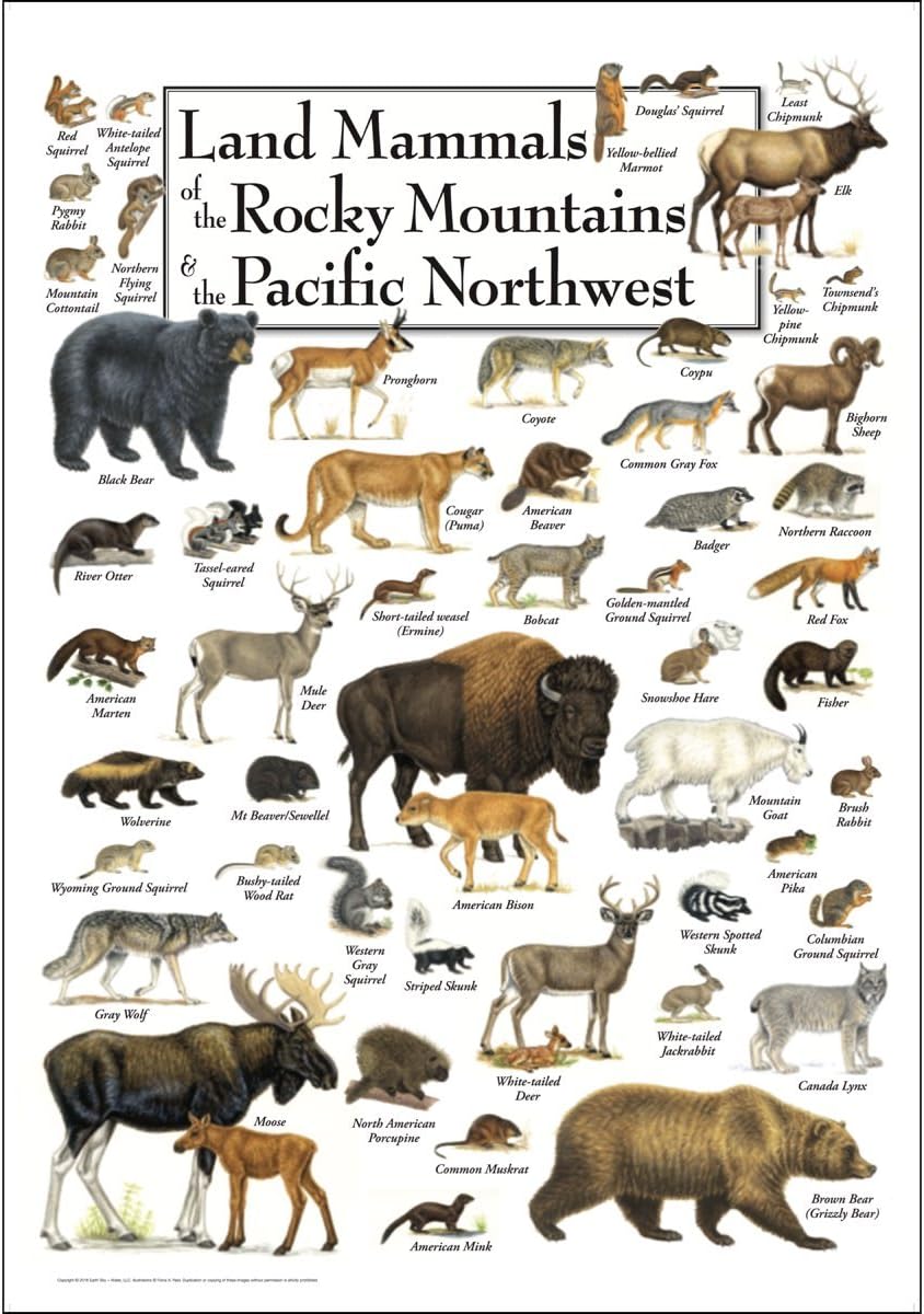 Poster - Land Mammals of the Rocky Mountains & the Pacific Northwest