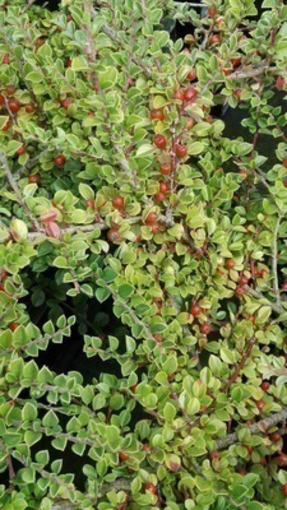 12 x Cotoneaster horizontalis - Irga - doniczka 9x9 cm