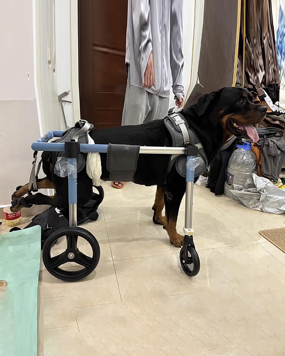 Amazon.co.jp: 犬用車いす 4輪の障害者用犬用補助歩行器、 小型 Amazon.co.jp: 犬用車いす 4輪の障害者用犬用補助歩行器、 小型