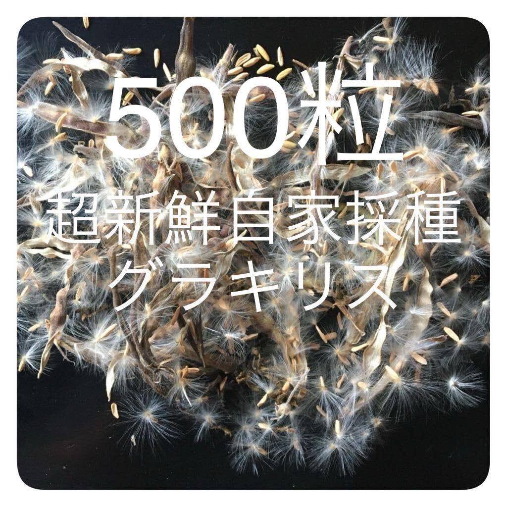 Amazon.co.jp: 自家採種した超新鮮なグラキリスの種子500粒 : DIY