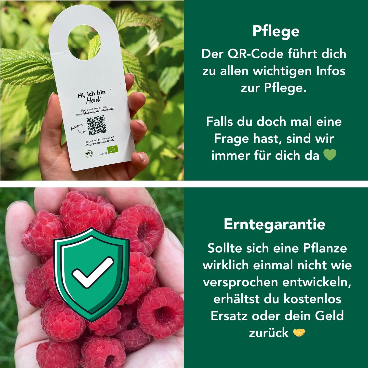 Bloomify® rote Bio Balkon-Himbeerpflanze "Heidi" | 60 bis 80 cm großer ertragreicher Himbeerstrauch | winterharte und pflegeleichte Himbeere für Balkon oder Terrasse | süße, leckere Früchte