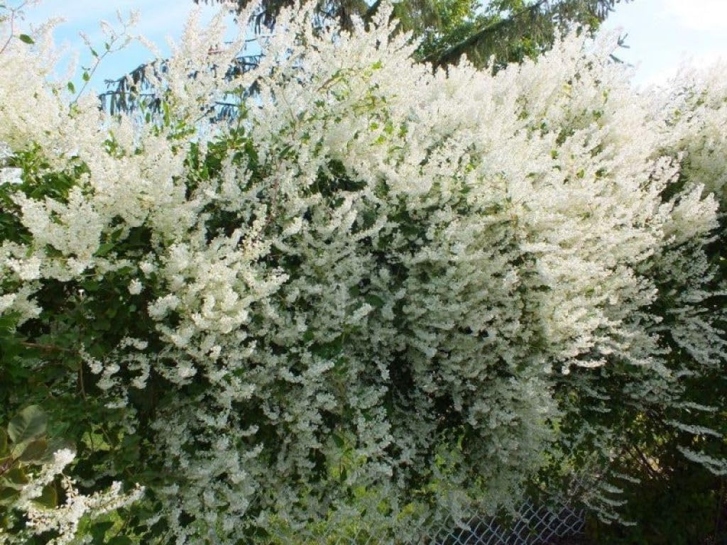 Silver Lace Vine - 2 Live Starter Vines in 2 Inch Growers Pots - Fallopia Aubertii - Beautiful Easy Care Outdoor Air Purifying Houseplant Vine