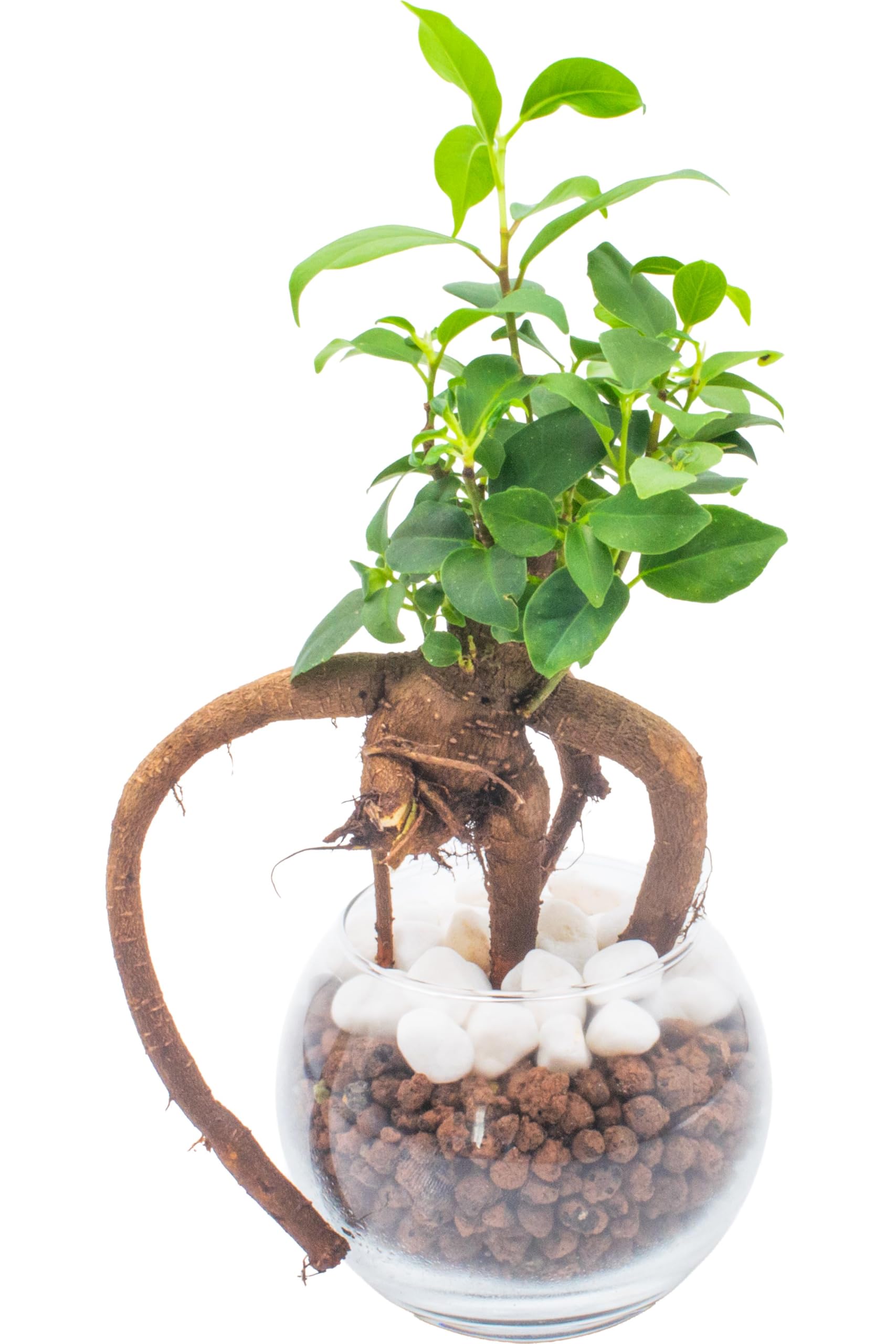 Amazon｜[ miipas ] 珍形 ガジュマル (多幸の木/金のなる木) 観葉植物 