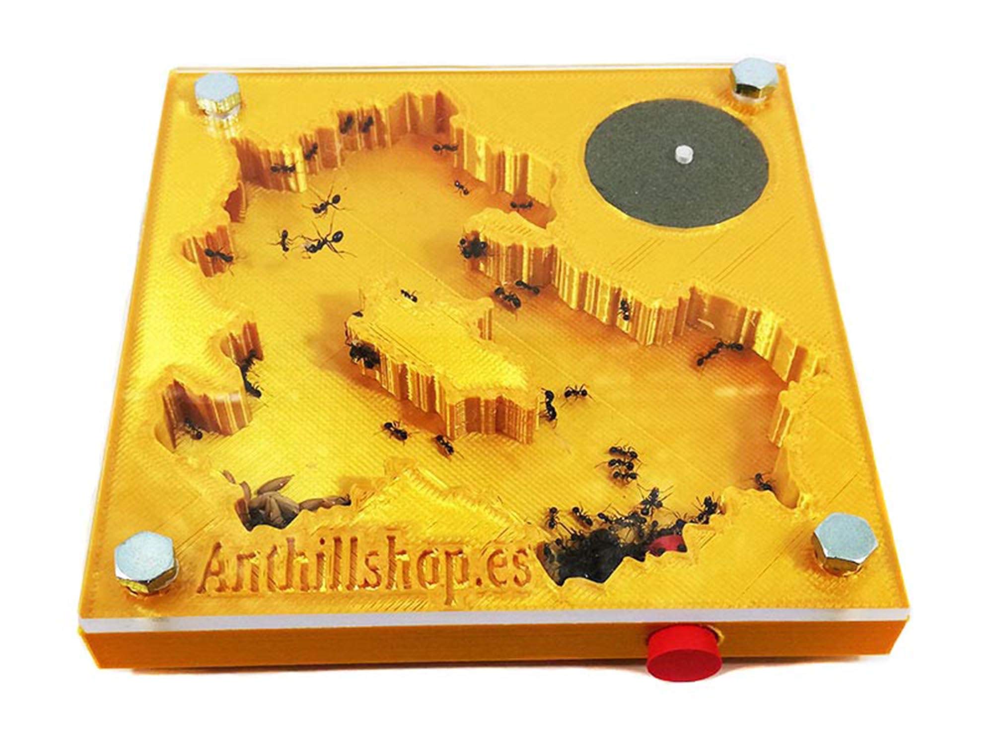 Kit pädagogischer Ameisenhaufen, 3D, 10 x 10 Schaum, goldfarben, inklusive Ameisen.