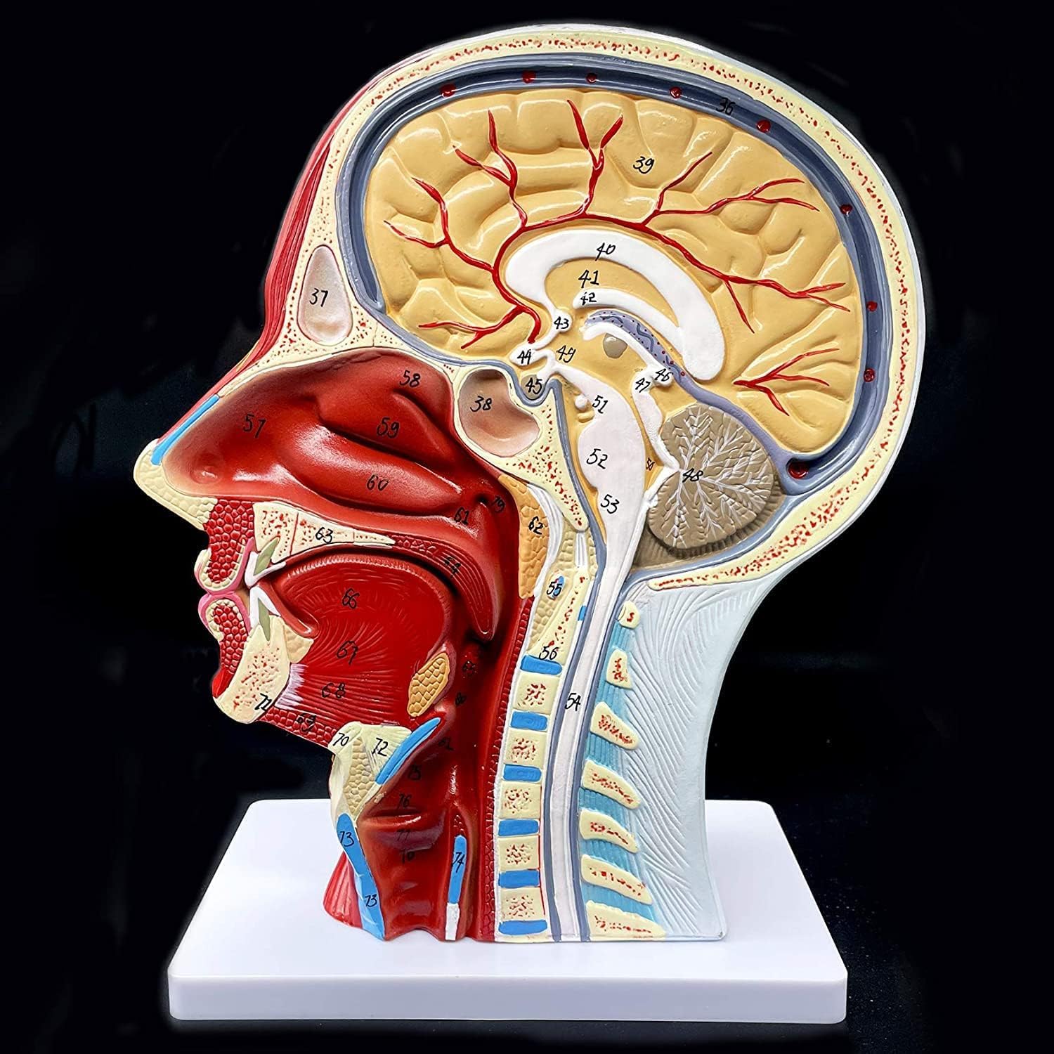 Model Głowy I Szyi W Naturalnej Wielkości, Powierzchnia Mięśnia Nerwowo-naczyniowego, Model Anatomiczny Głowy Człowieka, Jama Ustna, Gardło, Anatomia Mózgu Do Nauki W Klasie, Ekspozycja Do