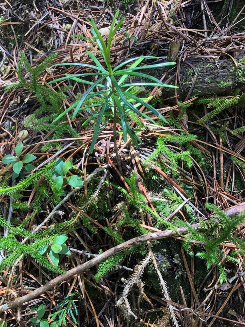 Amazon｜高野槙 苗 6本 ガーデニング園芸用品｜観葉植物 オンライン通販