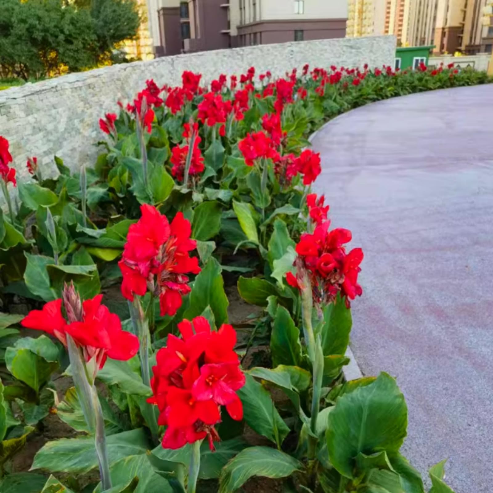 Hardy,Giant Canna Lily Bulbs,Perennial,Professional for Brilliant Garden Displays-1 Bulb-I — image 1