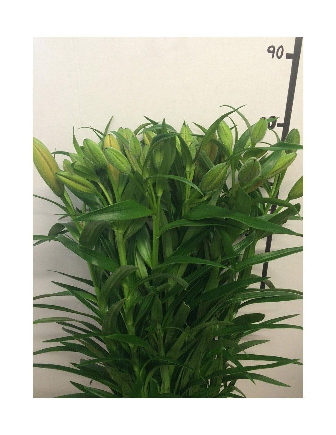 JARDIN202 - Liliums LA | Flor Natural | Ramo de 10 tallos | 80cm de alto | Naranja