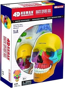 TDOU Human Anatomical Models Didactic Exploded Skull Model Explanation Model 4D Vision