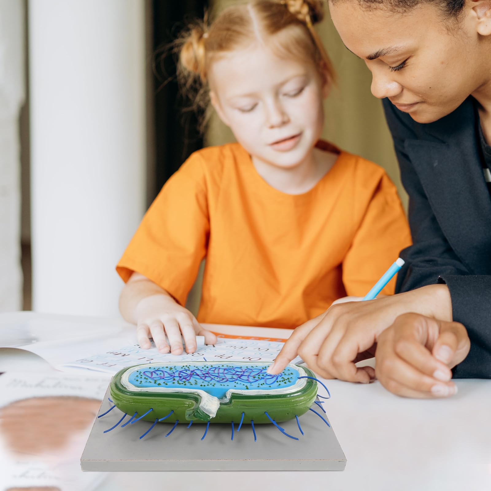 Strumento Didattico 3d Realistico per Insegnamento Biologico, Materiale Scolastico Versatile per Scuole Medie, Strumento Educativo per Laboratorio e Divulgazione Scientifica
