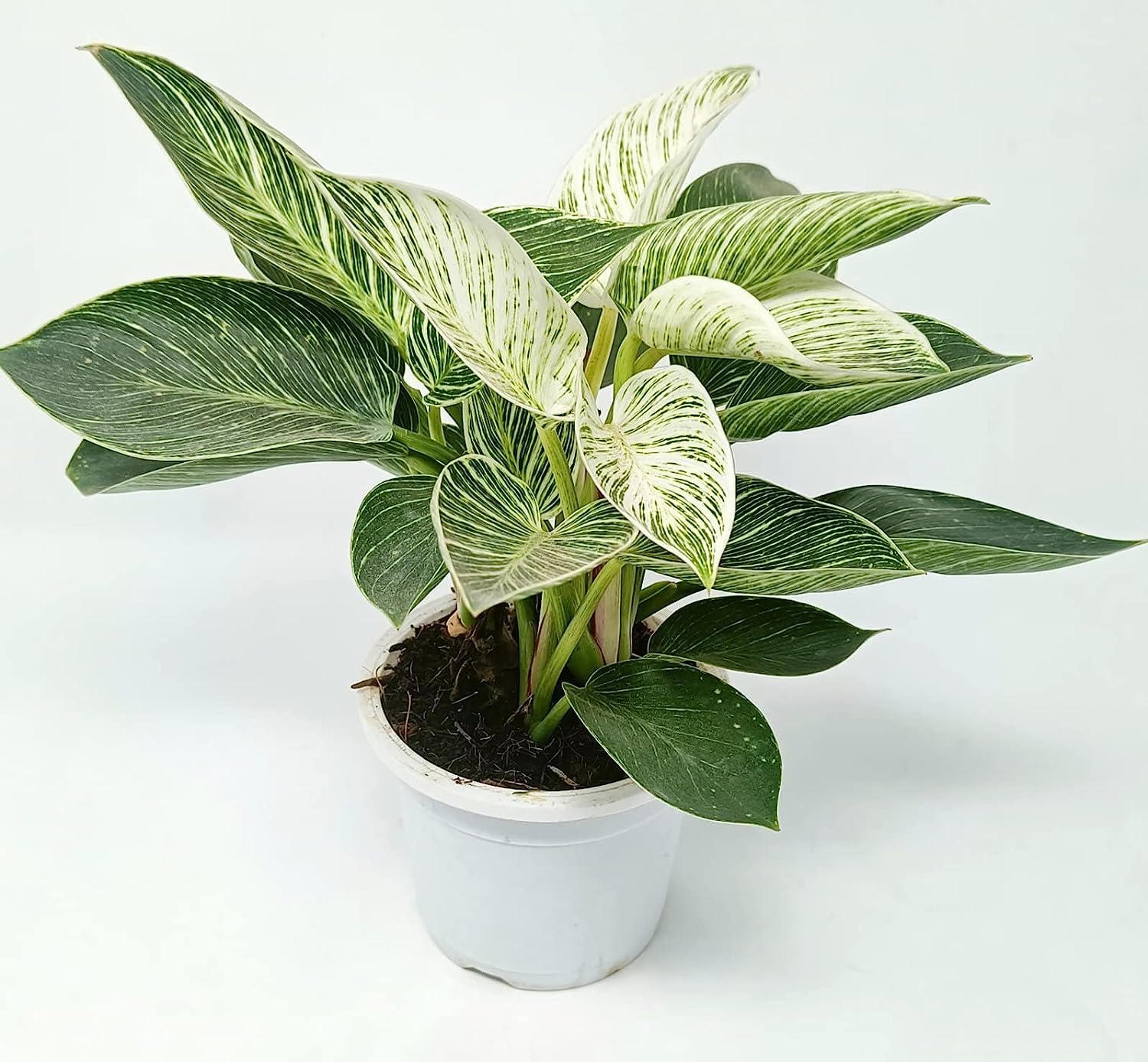 FOX & FERN RARE Live Philodendron Birkin White Wave Indoor Housing Plant | Includes Nursery Growers Bag/Pot Indoor Plant for Home/Office Decor | Air Purifier Plant (Pack of 1) (B0BND8KSJQ) Amazon Price History, Amazon Price Tracker
