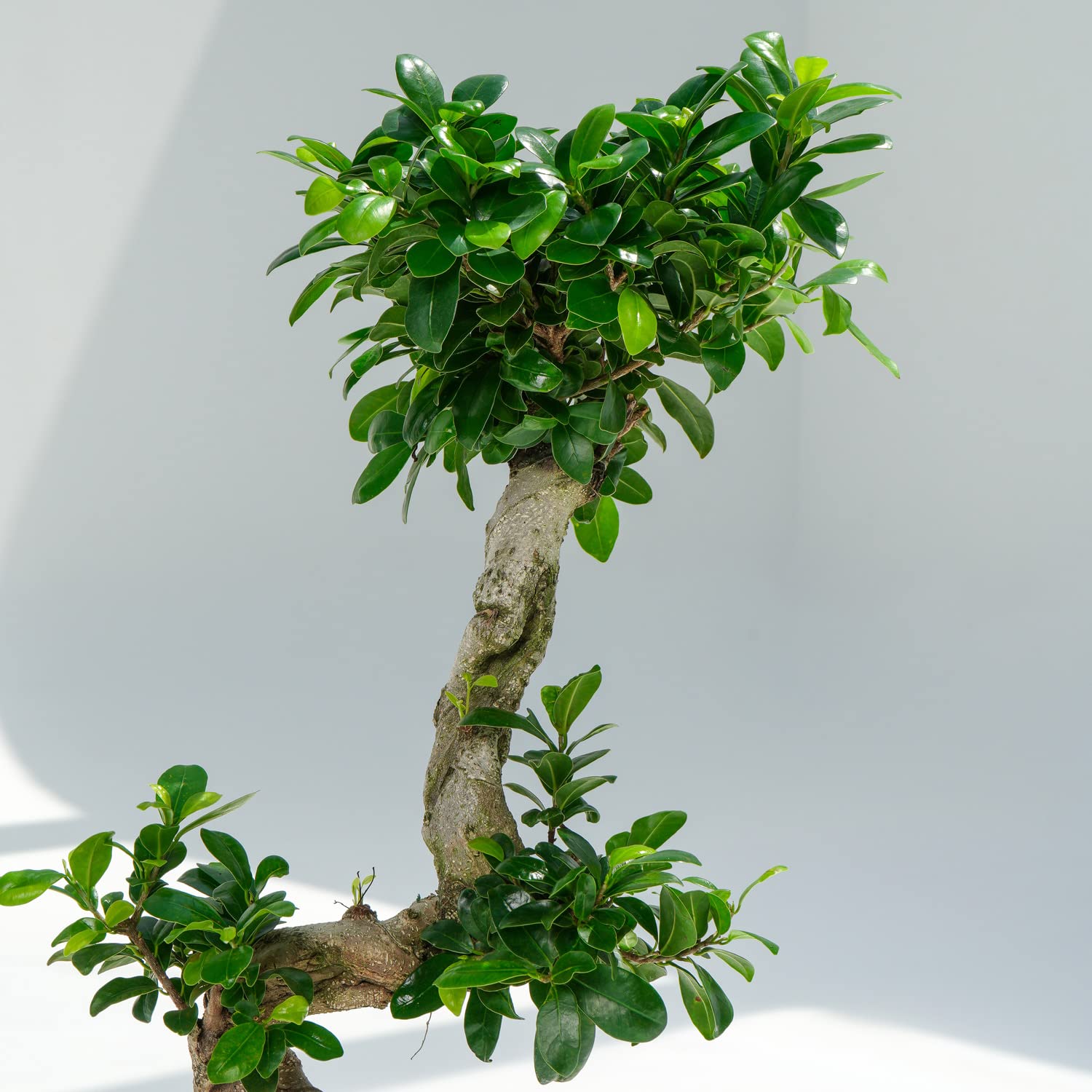 bonsai led lampe USB LED Tree Table Lamp, Bonsai Style Design LED Table Light main image 0