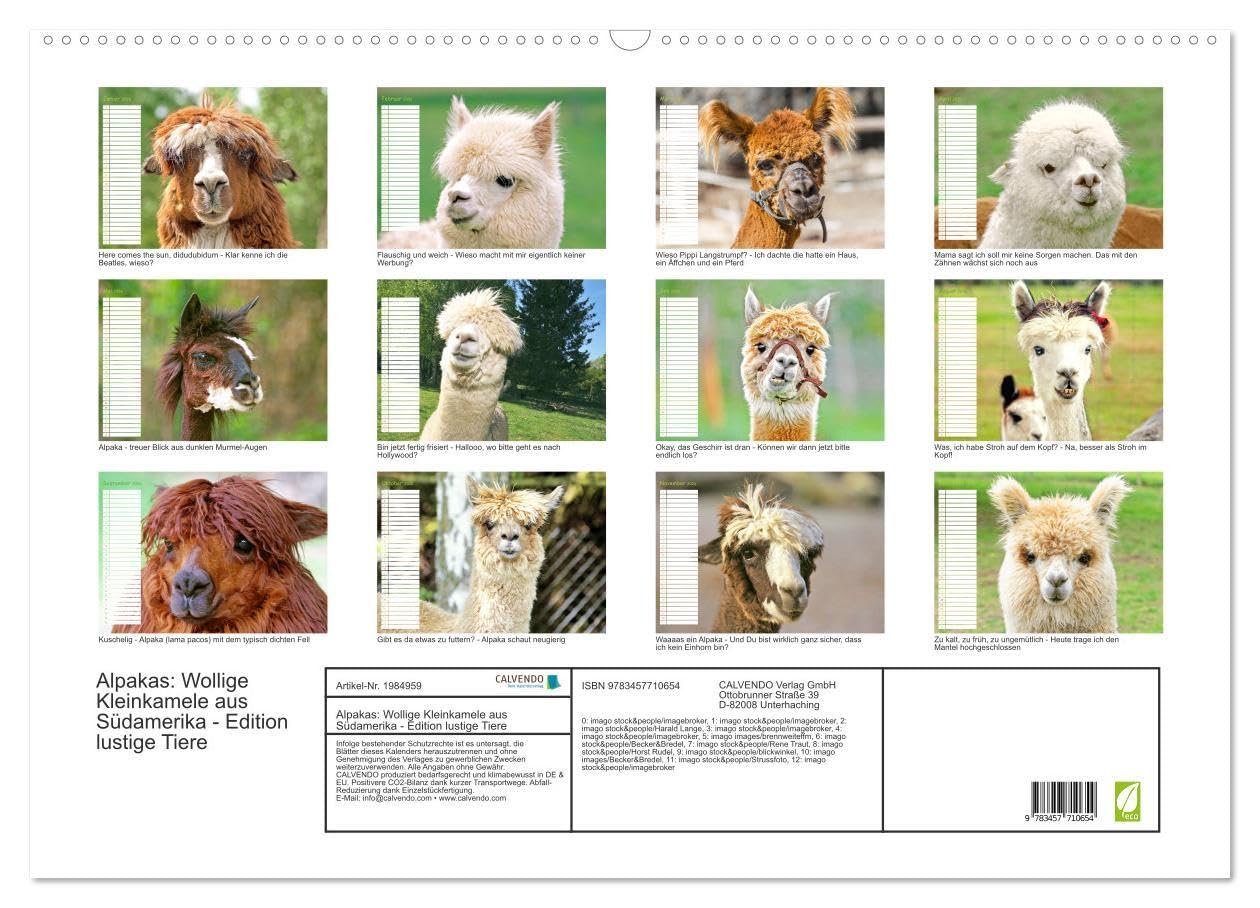 Alpakas: Wollige Kleinkamele aus Südamerika - Edition lustige Tiere (Wandkalender 2026 DIN A2 quer), CALVENDO Monatskalender: Alpakas: Noch mehr Wuschelköpfe aus den Anden (CALVENDO Tiere)