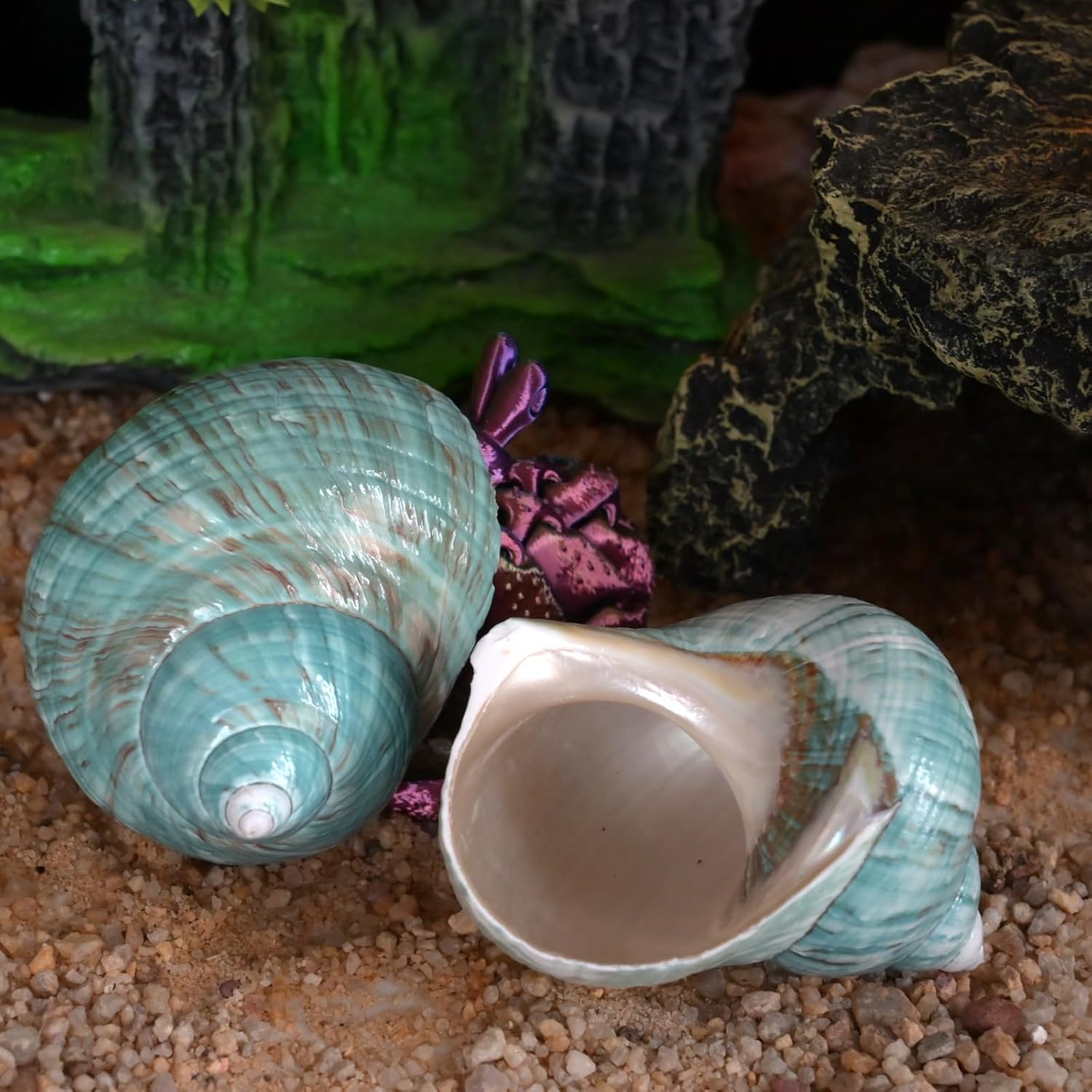 2pcs Big Hermit Crab Shells, XL Size Large Conch Opening 1.8-2", Natural Sea Turbo Seashells for Hermit Crab Supplies and Beach Decoration Large Sea Shell (2pcs Green, XL)
