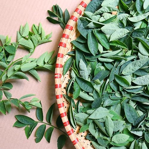 Miniatura 3 de 100 semillas Katuk  Rau Bo Ngot  Sweet Leaf Sauropus Androgynus Seeds Star Gooseberry  Sin OMG  Orgánico  Heirloom  Alta germinación