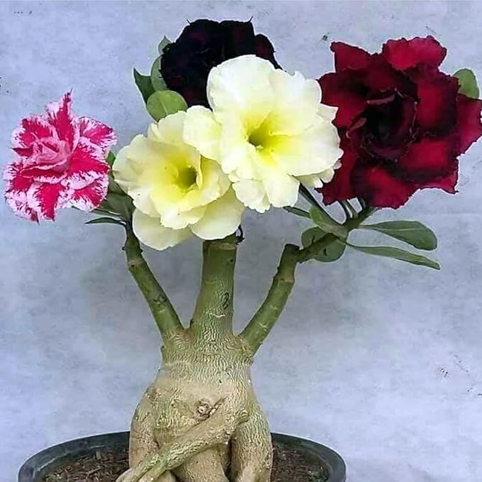 Wüstenrose pflanze winterhart,adenium obesum pflanze kaufen