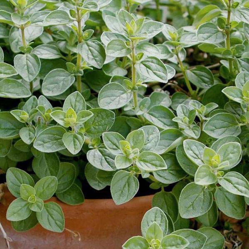Oregano Origanum vulgare seeds 30+ seeds, easy to grow herb (B0BQMYVNL8) Amazon Price History, Amazon Price Tracker