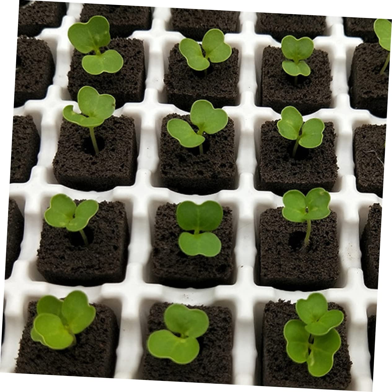 BESPORTBLE 150pièces Bloc De Nutriments pour Cultures sans Sol Accessoires De Jardinage pour