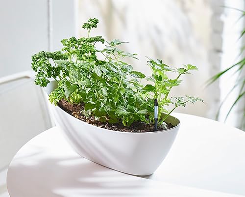 Miniatura 4 de Aquameter - Pequeño - Negro - Paquete de 2 - Medidor de humedad del suelo sin enjuague para plantas en macetas - Sensor de agua de plantas -