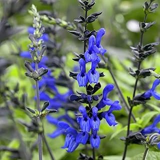 CHUXAY GARDEN Salvia guaranitica 'Black and Blue',Anise-Scented Sage 50 Seeds Attractive Cultivar Brazilian Anise Sage'Bla...