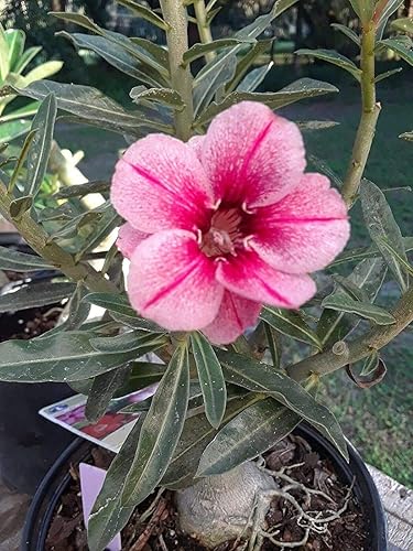 Miniatura 3 de Rosa del desierto Rojo Adenium obesum Olla de 2"