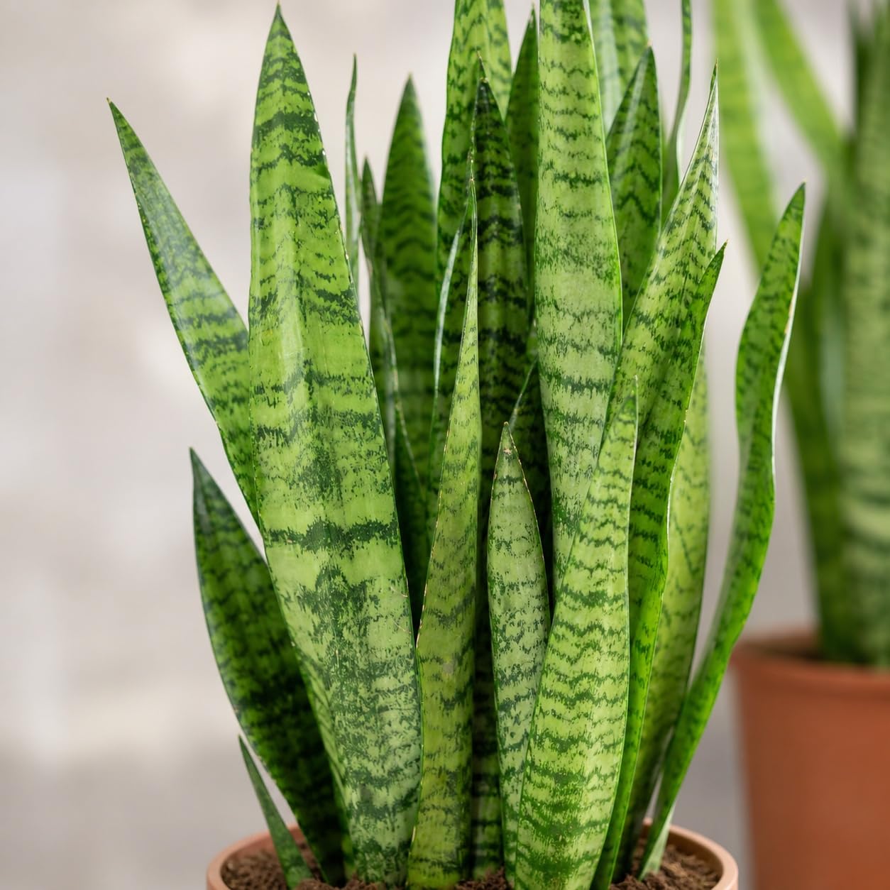 Sansevieria zeylanica - Juego de 2 plantas de interior (cáñamo con arco, altura de 65 cm, diámetro de maceta de 17 cm)
