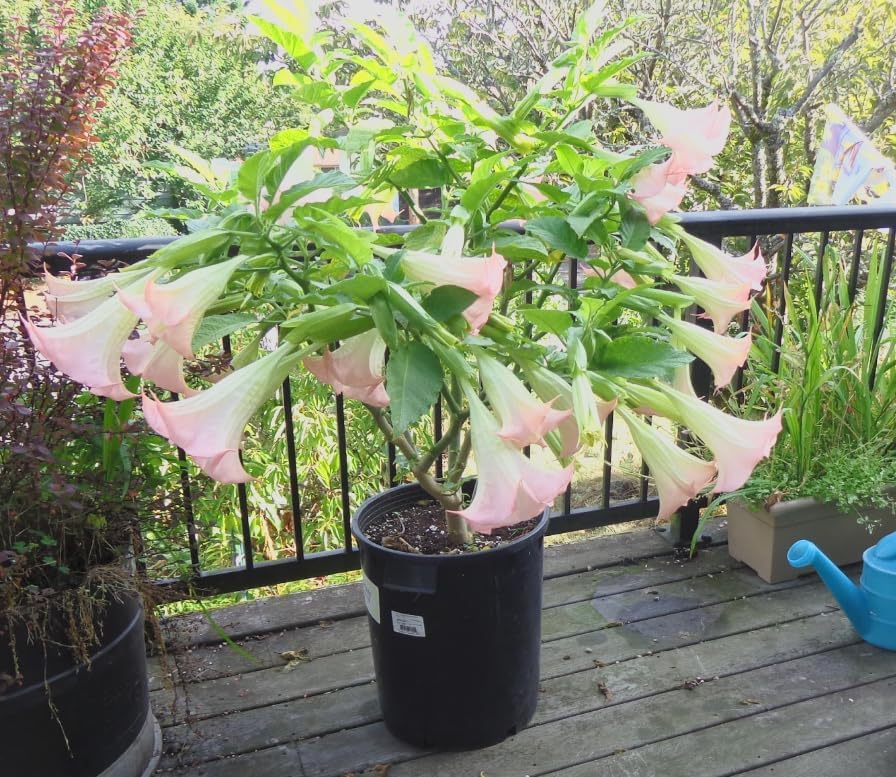 Brugmansia ‘Ecuador Pink’ Angel’s Trumpet – Live Tropical Plant – Huge Fragrant Pink Trumpet Flowers – Rare Exotic Flowering Shrub – 3 Inch Pot