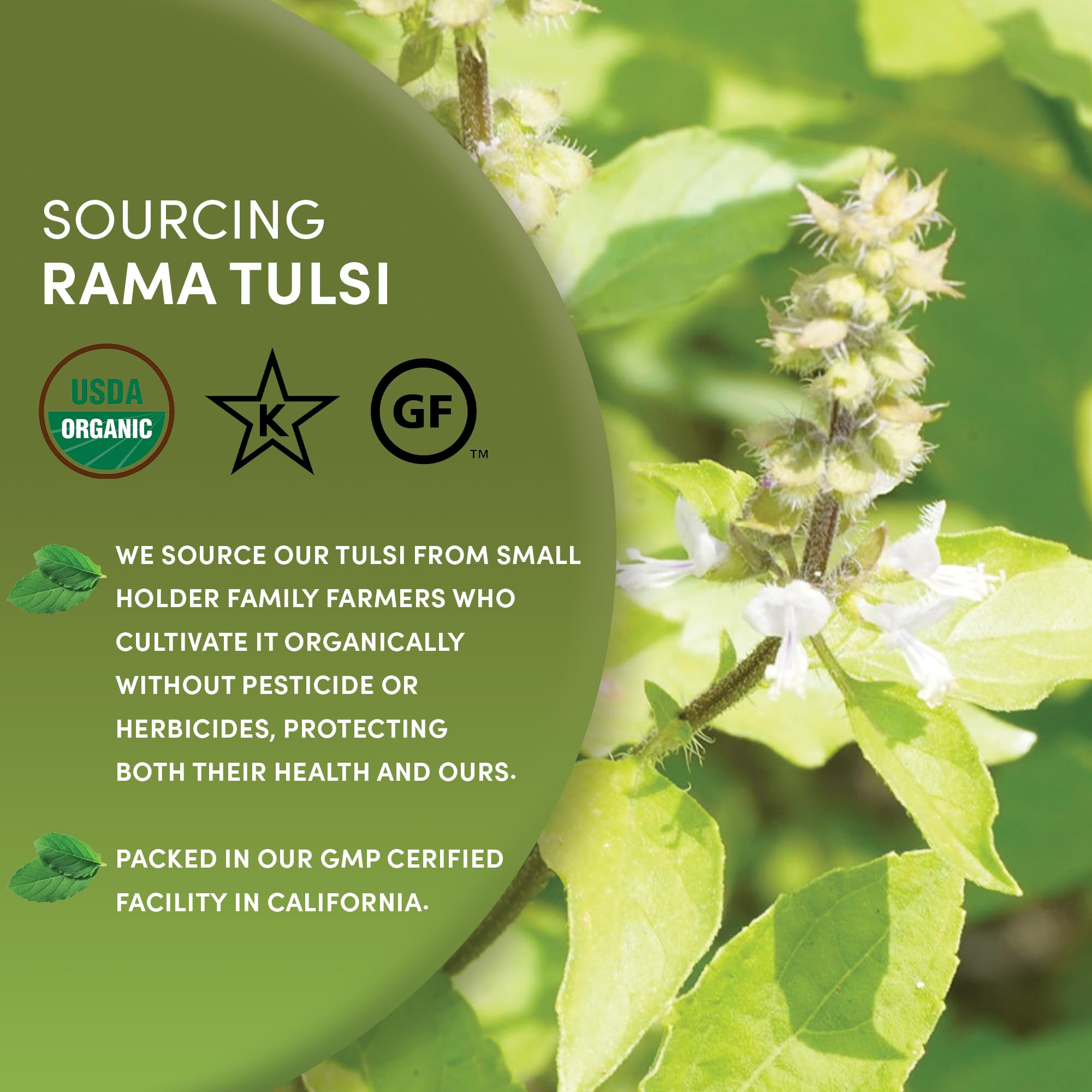 Worldwide Botanicals Organic Holy Basil Tea, 8oz - Tulsi Rama - Loose Leaf Premium Herbal Tea, 100% Pure Tulsi Holy Basil, Fair Trade, Adaptogenic, Kosher