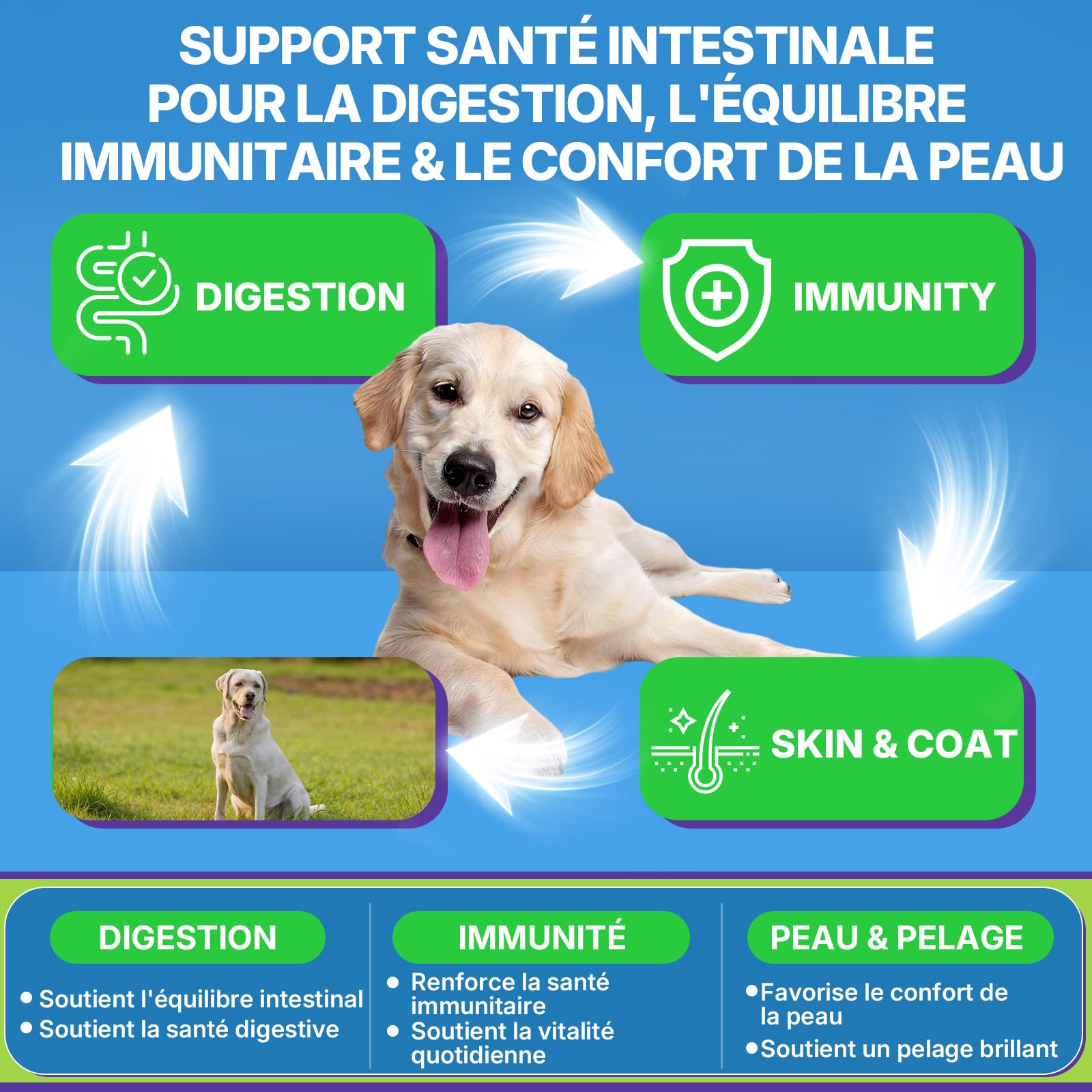 WEALLIN Probiotiques pour Chiens, Prébiotiques pour la Santé Intestinale – Soutient la Santé Digestive et l’Absorption des Nutriments – 200 Bouchées Moelleuses Qui Soutiennent la Santé de la Peau