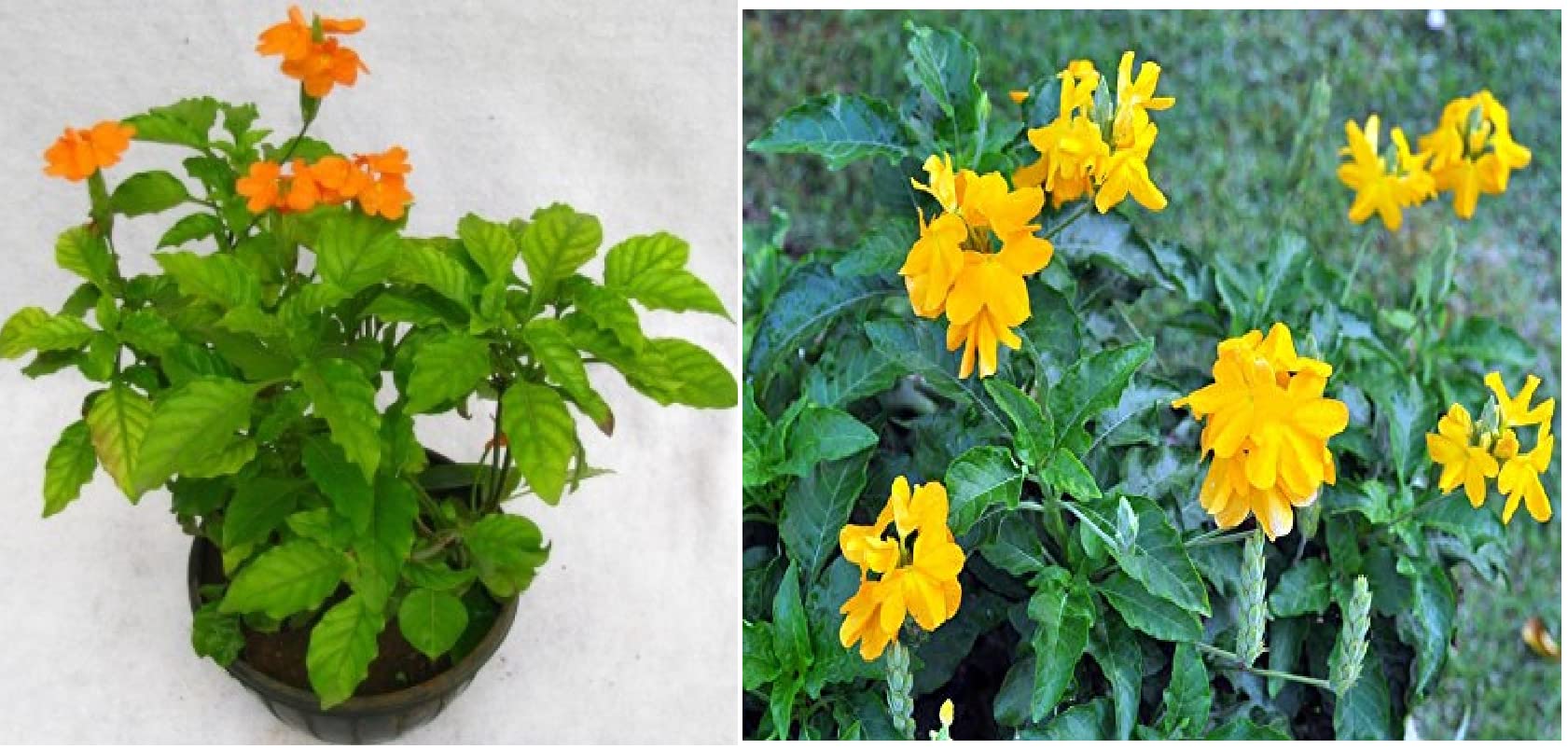PMK E STORE Aboli Red & Yellow Color Live Plant/Crossandra/Crossandra Infundibuliformis Firecracker Flower/Kanakambaram/Kanakambara/(PACK OF 2) (B09WJHB2G5) Amazon Price History, Amazon Price Tracker