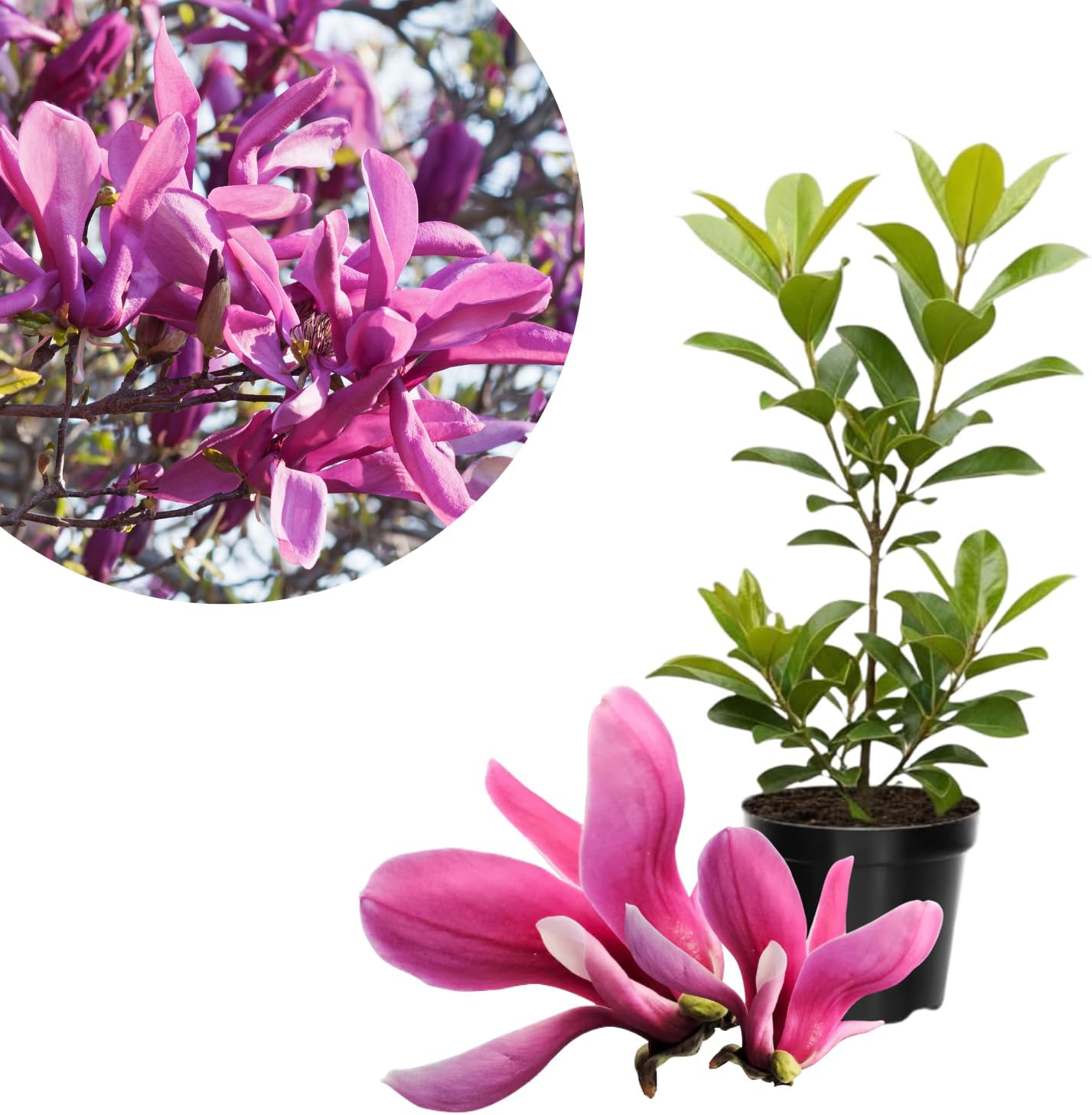 Amazon.com : Ann Magnolia Tree Live Plant in 4-8 Inches, Fragrant ...