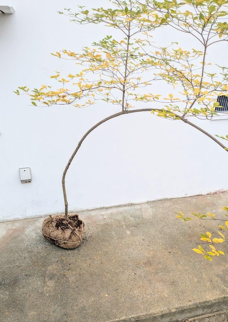 新春特価！。山採りドウダンツツジ。 【公式通販】