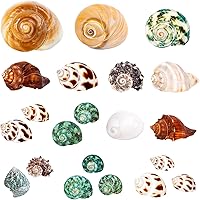 Vista 1 de 21 conchas de cangrejo ermitaño Surtido de conchas de mar naturales de 1.3 a 3.2 pulgadas Turbo de crecimiento para cangrejos pequeños a