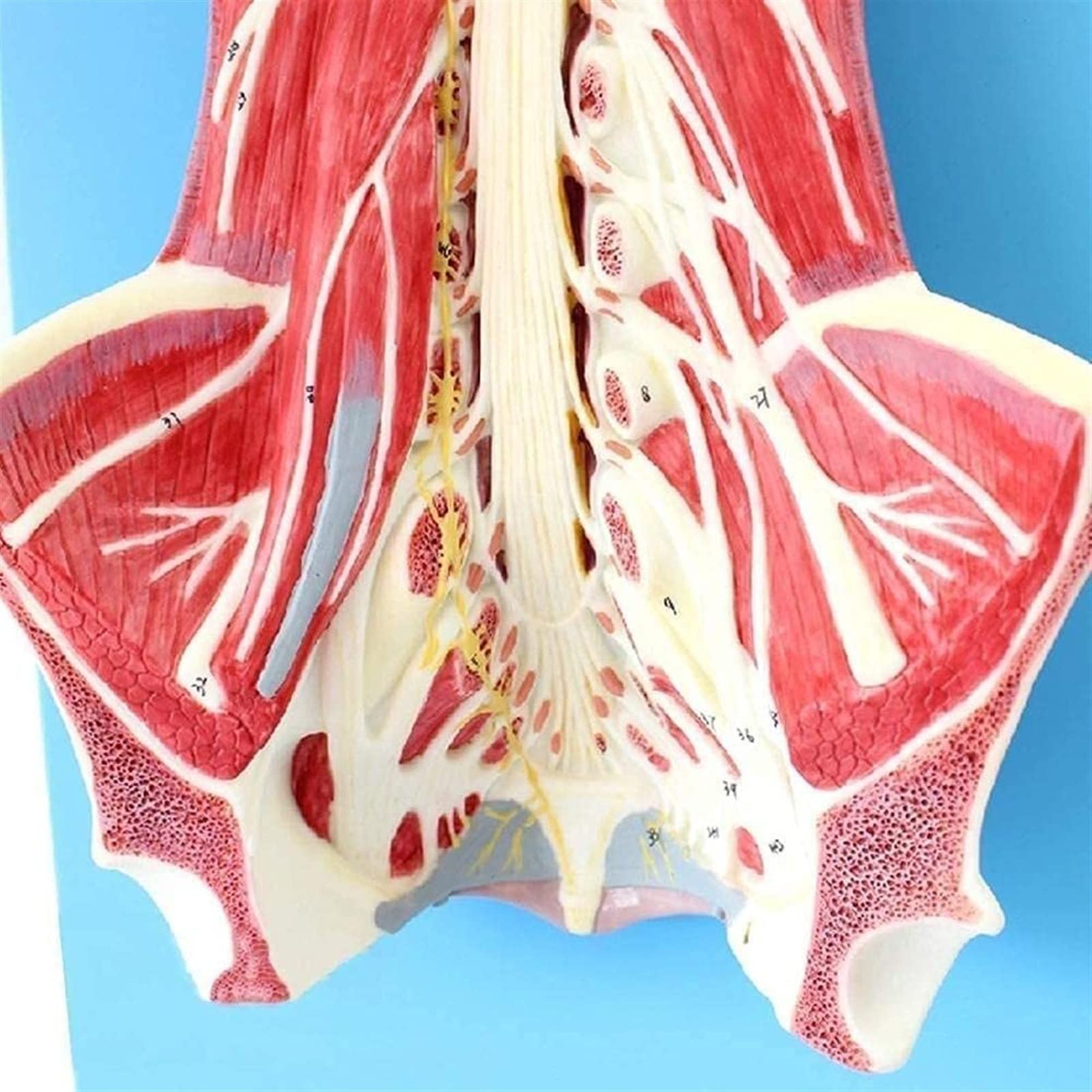 Model anatomiczny zębów model badania model zęby anatomia model implant dentystyczny zęby model ludzki model anatomiczny zdejmowany model zębów do ekspozycji studyjnej