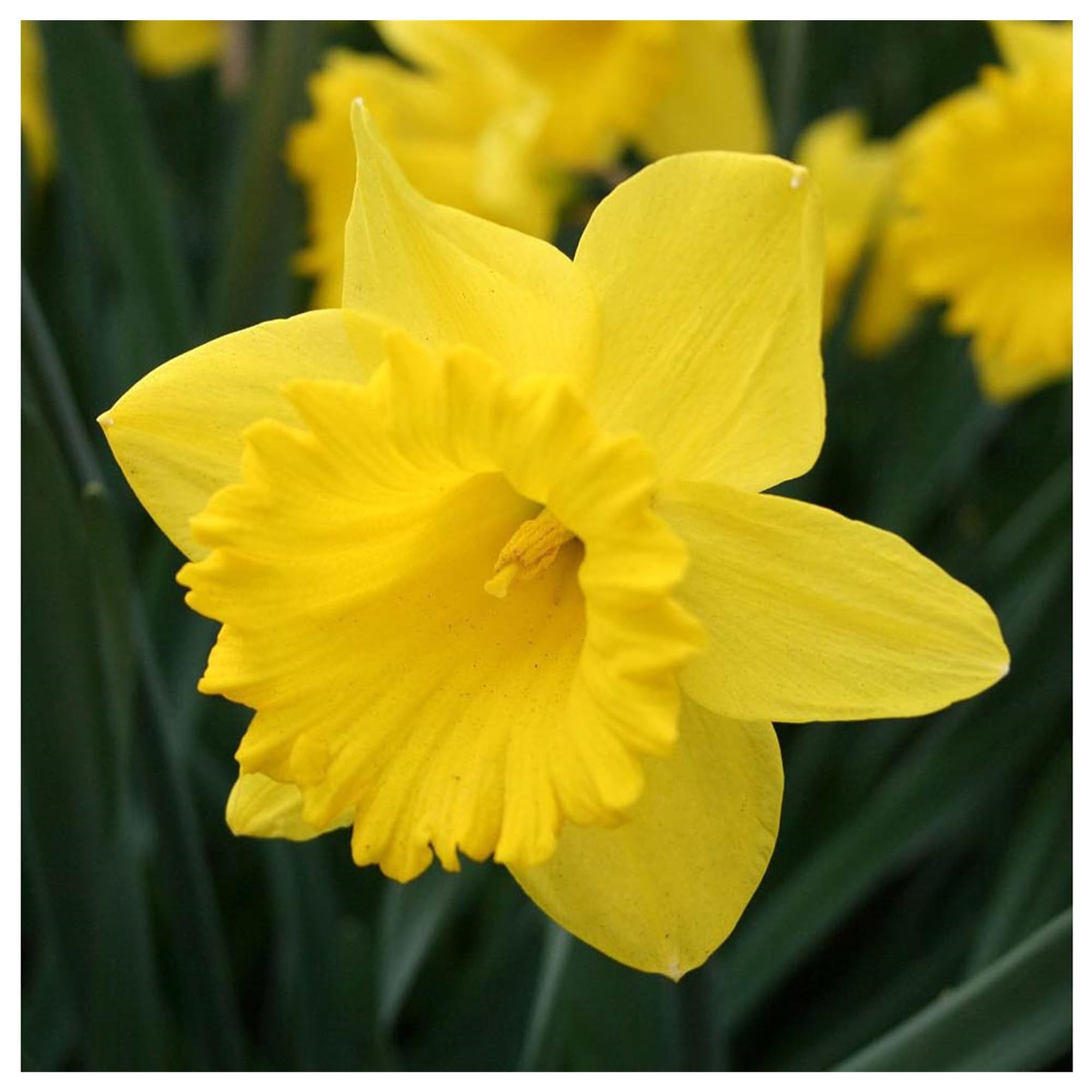Garden Elements Dutch Master Daffodil