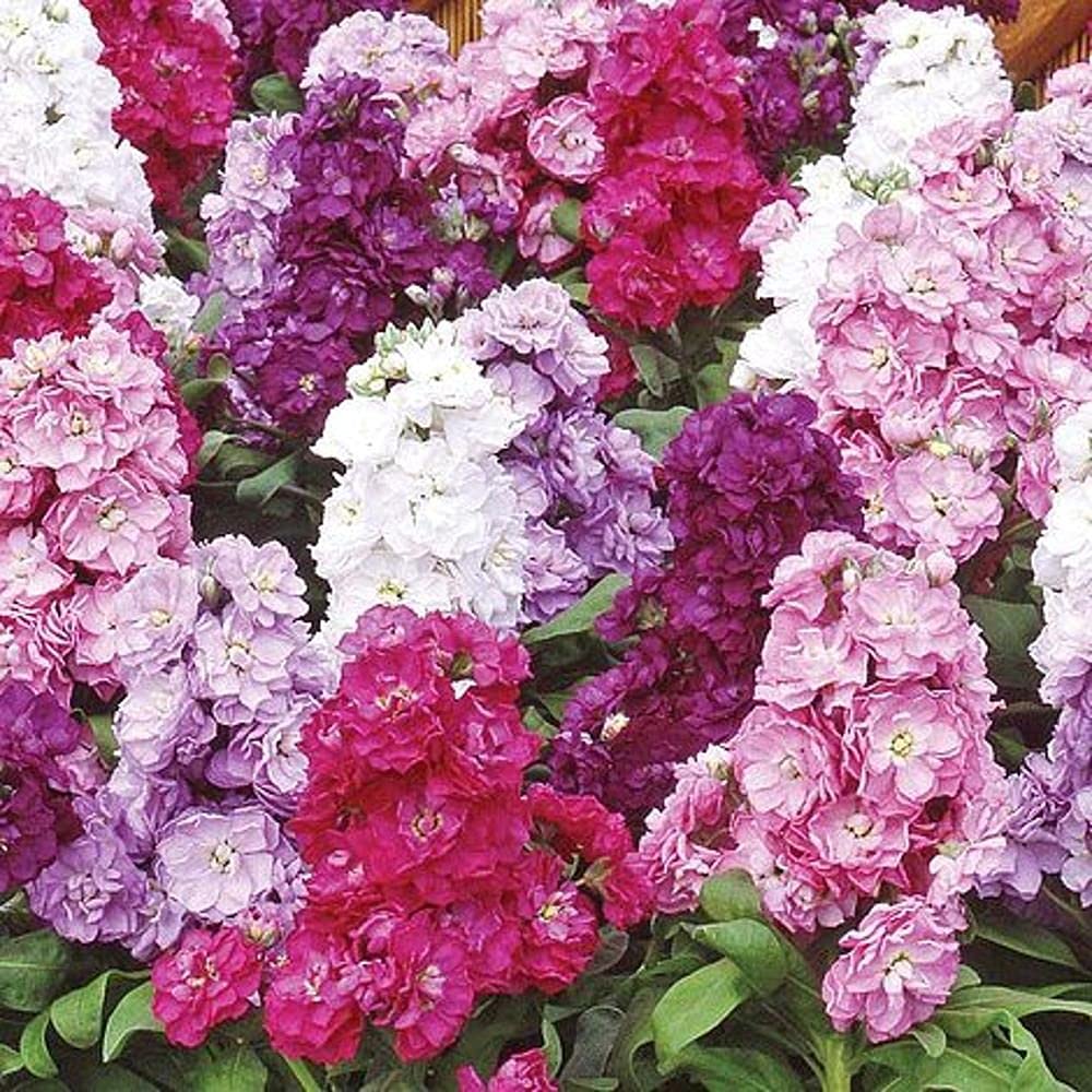 Stock Double Mix Seeds F1 Hybrid Seeds 100% Germination Sweet Fragrance & Terrace Garden (50 Seeds in Packet) (B09BV3QVKT) Amazon Price History, Amazon Price Tracker