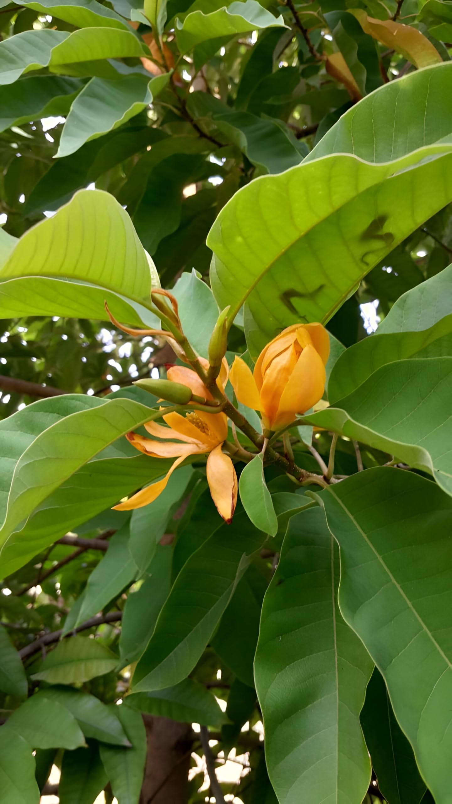 Golden Swarna Champa Plant - Luxurious Fragrant Blooms for Home and Garden, Perfect for Adding Exotic Beauty, Vibrant Golden Flowers, and a Rich, Aromatic Scent to Your Outdoor and Indoor Spaces (B0D8YMSH5Z) Amazon Price History, Amazon Price Tracker