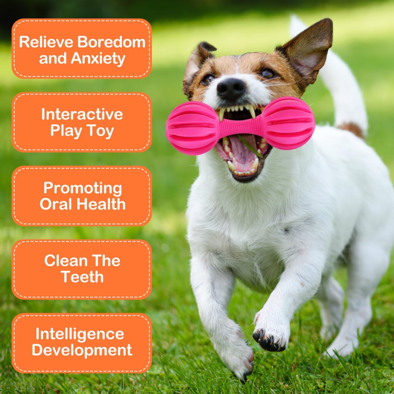 Ipetboom Dog Chew Toy Bell 2 Pack Rubber Barbell Teething Toys for Puppies and Small to Medium Dogs Wearable Interactive Training Toy Helps Clean Teeth and Reduce Loneliness Random Color image 3