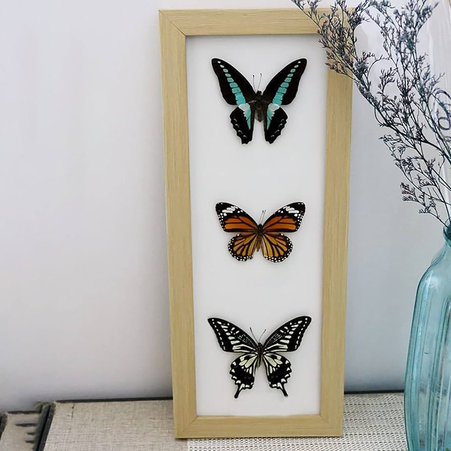 Amazon.co.jp: 蝶の昆虫標本、本物の蝶の標本、蝶標本、美しい蝶